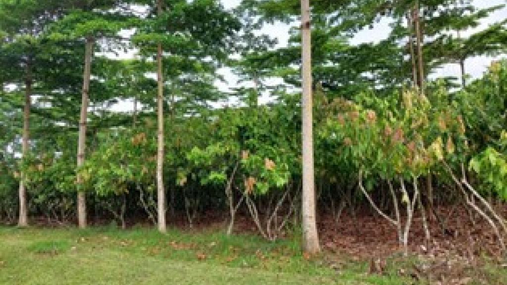 Enhancing resilience of smallholder cocoa farmers through the Adaptation Benefit Mechanism